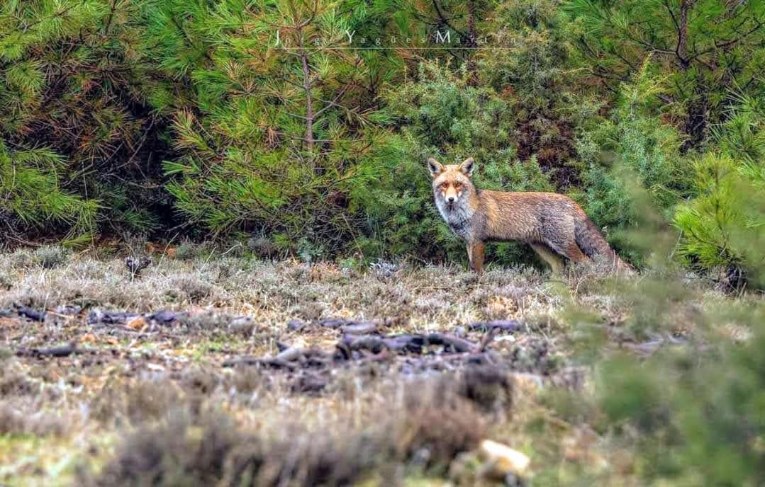 B&B En Valdemoro De La Sierra Exteriér fotografie